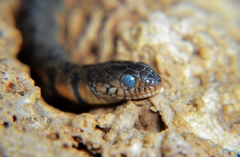 Trimerodytes annularis