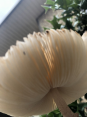 Leucoagaricus americanus