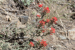 Castilleja pruinosa