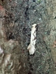 Crypsitricha mesotypa