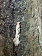 Crypsitricha mesotypa