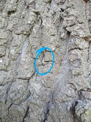 Crypsitricha mesotypa