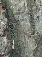 Crypsitricha mesotypa