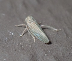 Agallia quadripunctata