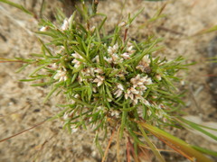 Laxmannia sessiliflora