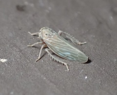 Agallia quadripunctata