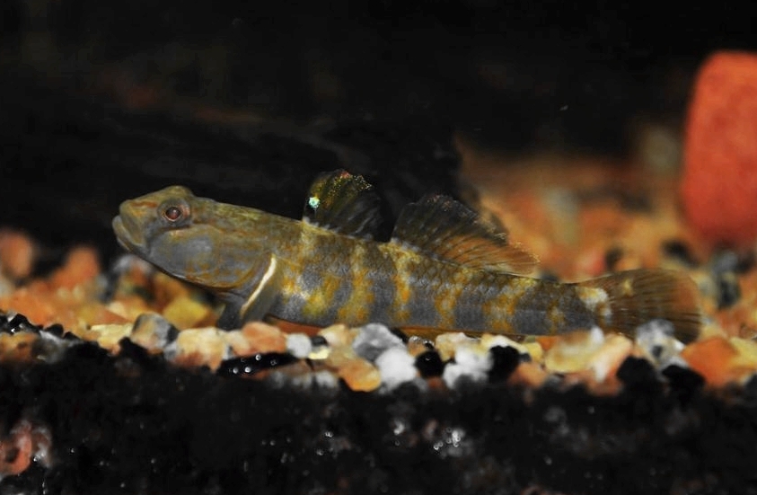 Clifford Pope's Goby