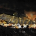 Clifford Pope's Goby - Photo (c) Zinogre, some rights reserved (CC BY-SA), uploaded by Zinogre