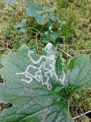 Nepticuloidea