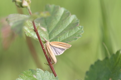 Agriphila selasella