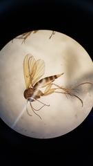 Mycetophila filicornis