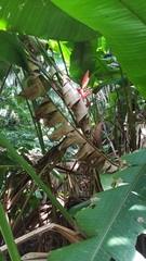 Heliconia uxpanapensis, photograph (c) Martín Sánchez Vilchis, some rights reserved (CC BY-SA)