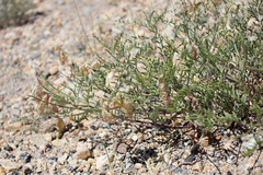 Astragalus whitneyi