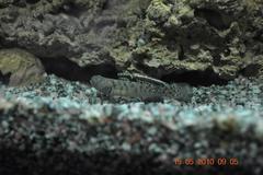 Mugilogobius myxodermus