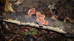 Fungi