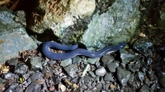 Dermophis mexicanus
