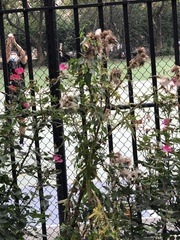 Cirsium vulgare