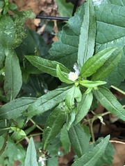 Eclipta prostrata