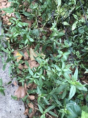 Eclipta prostrata