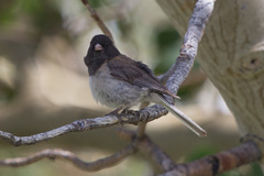 Junco hyemalis thurberi