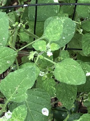 Solanum nigrum