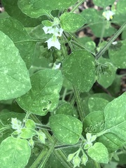 Solanum nigrum