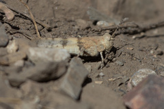 Trimerotropis inconspicua