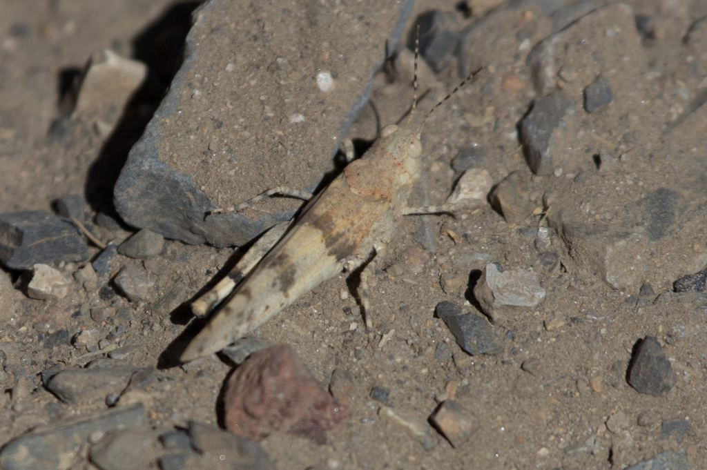 Inconspicuous Grasshopper