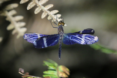 Zenithoptera lanei