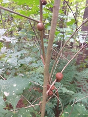 Disholcaspis globosa