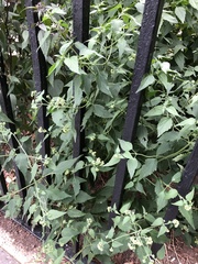 Ageratina altissima