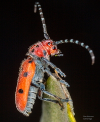 Tetraopes annulatus