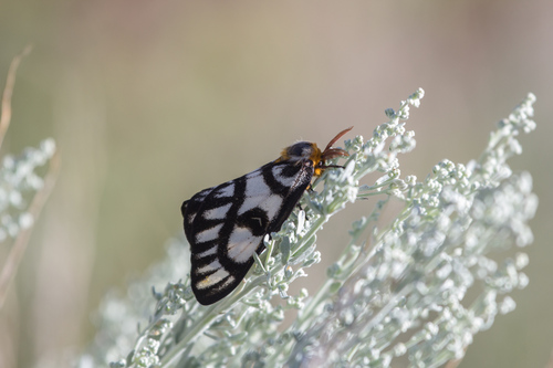 Sagebrush Sheep Moth photo 5