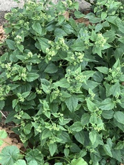 Ageratina altissima