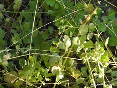 Pimpinella villosa