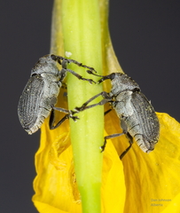 Ceutorhynchus obstrictus