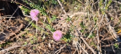 Kunzea parvifolia