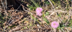 Kunzea parvifolia
