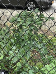 Apocynum cannabinum