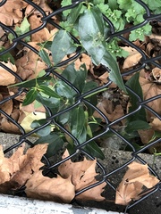 Magnoliopsida