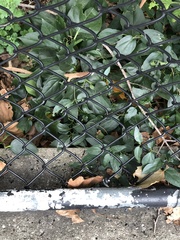 Magnoliopsida
