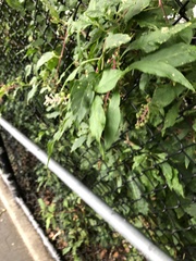 Phytolacca americana