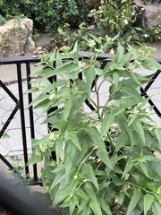 Eupatorium serotinum