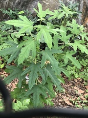 Morus alba