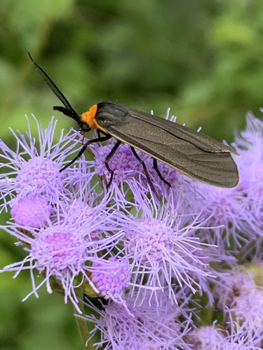 Yellow-collared Scape Moth, photo 7 of 9