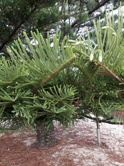 Araucariaceae
