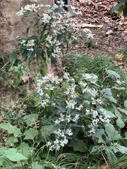 Eupatorium serotinum