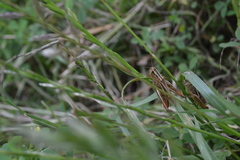 Chorthippus apicalis