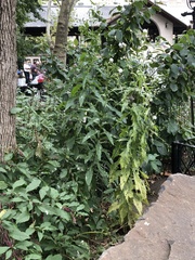 Erechtites hieraciifolius
