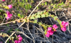 Boronia serrulata